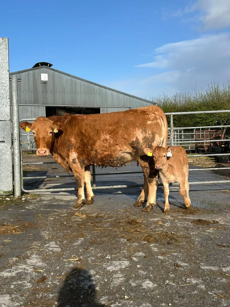 Heifers/ Calves - Image 3