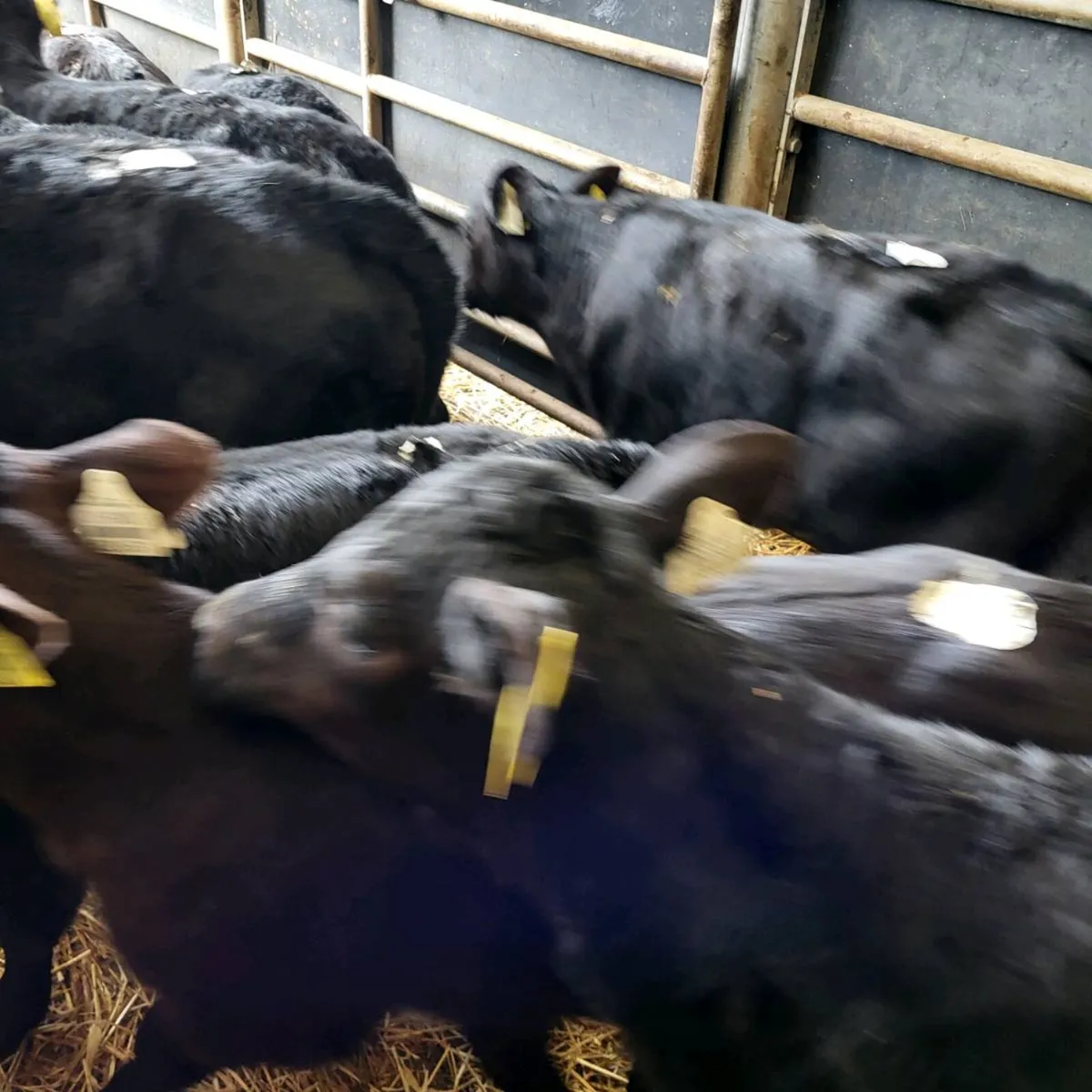 Top quality  calves  for sale - Image 2