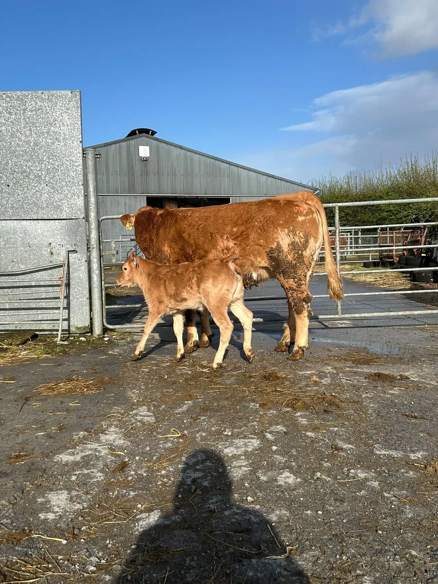 Heifers/ Calves - Image 4