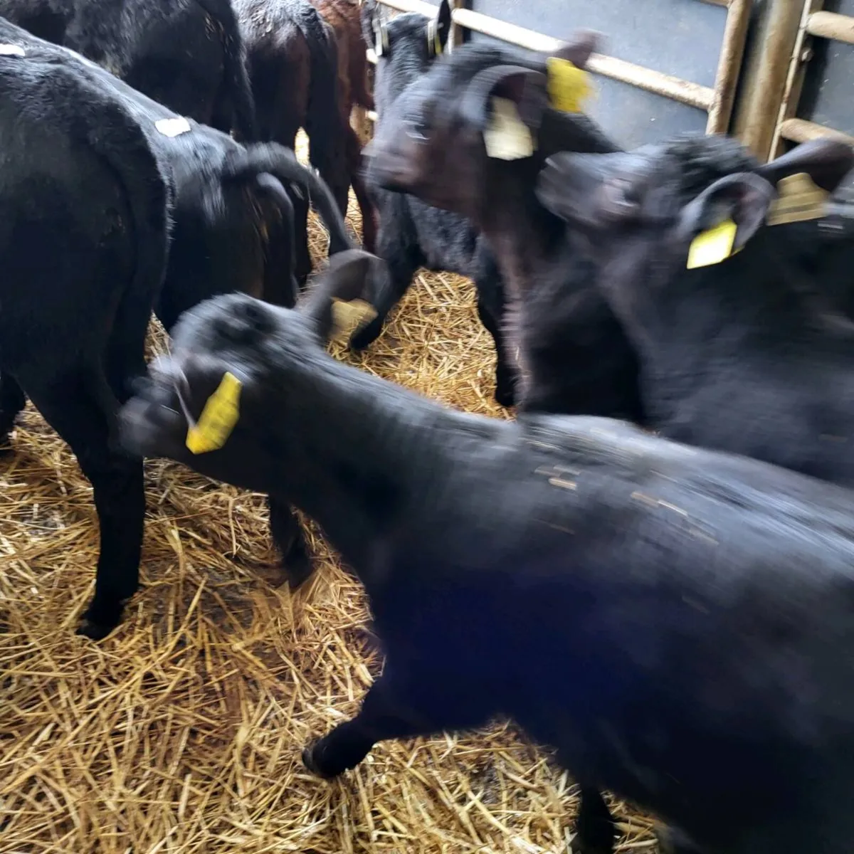 Top quality  calves  for sale - Image 3