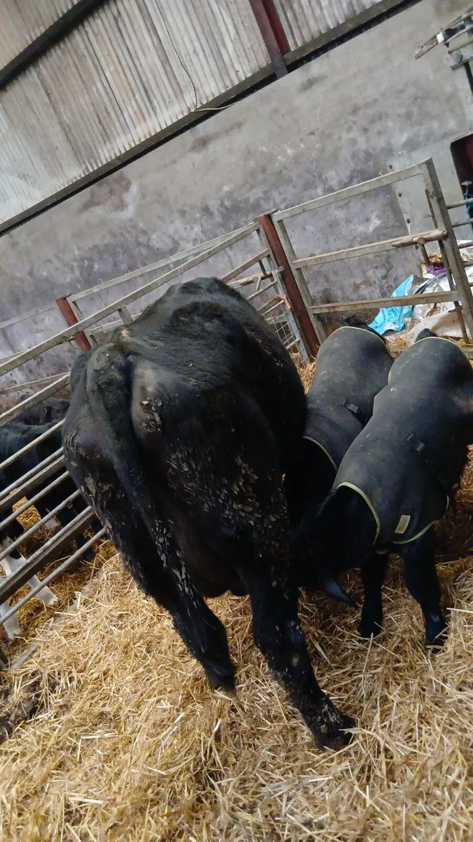 Cow and calves - Image 3