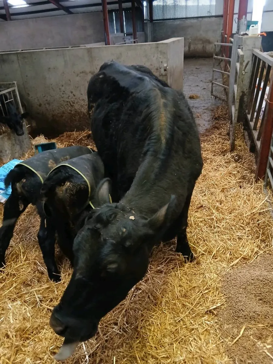 Cow and calves - Image 4