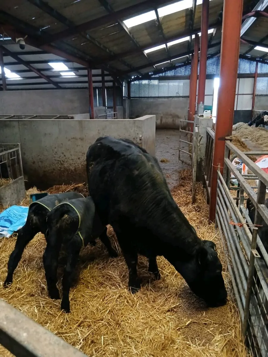 Cow and calves - Image 1