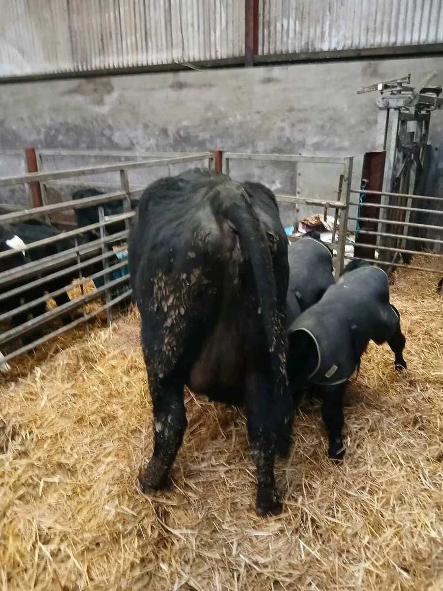 Cow and calves - Image 2