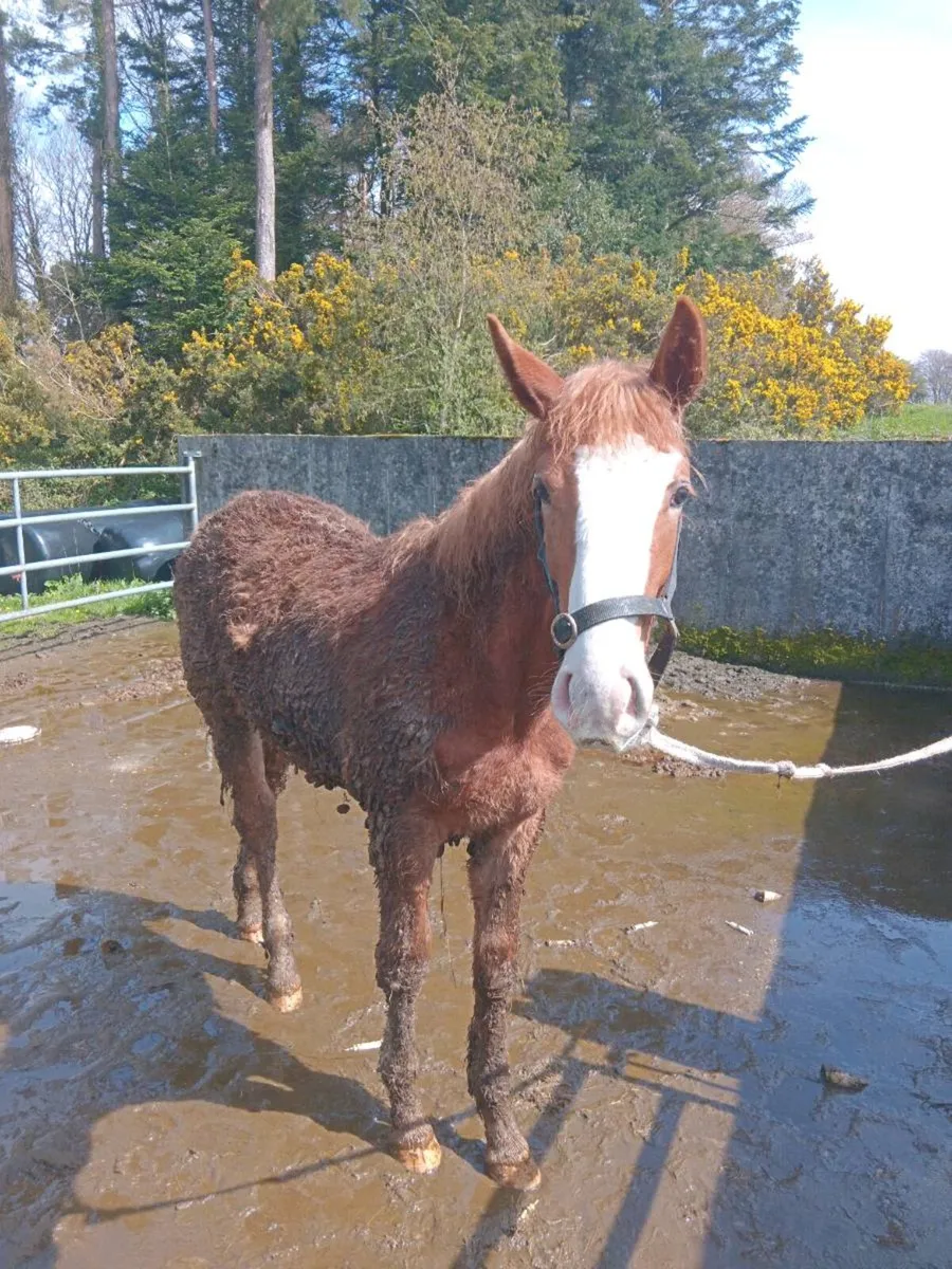 **Registered Irish Draft Colt Foal** - Image 2