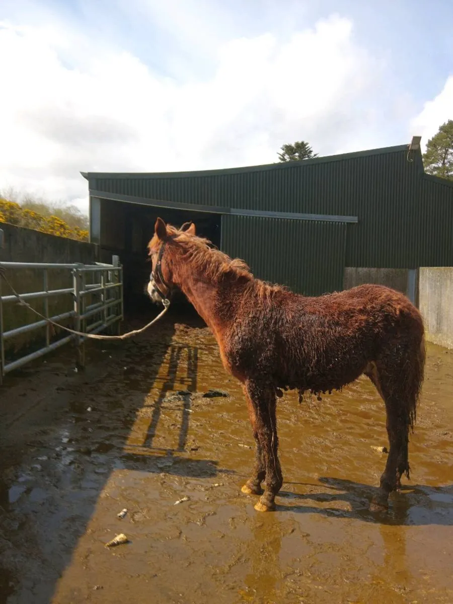 **Registered Irish Draft Colt Foal** - Image 3