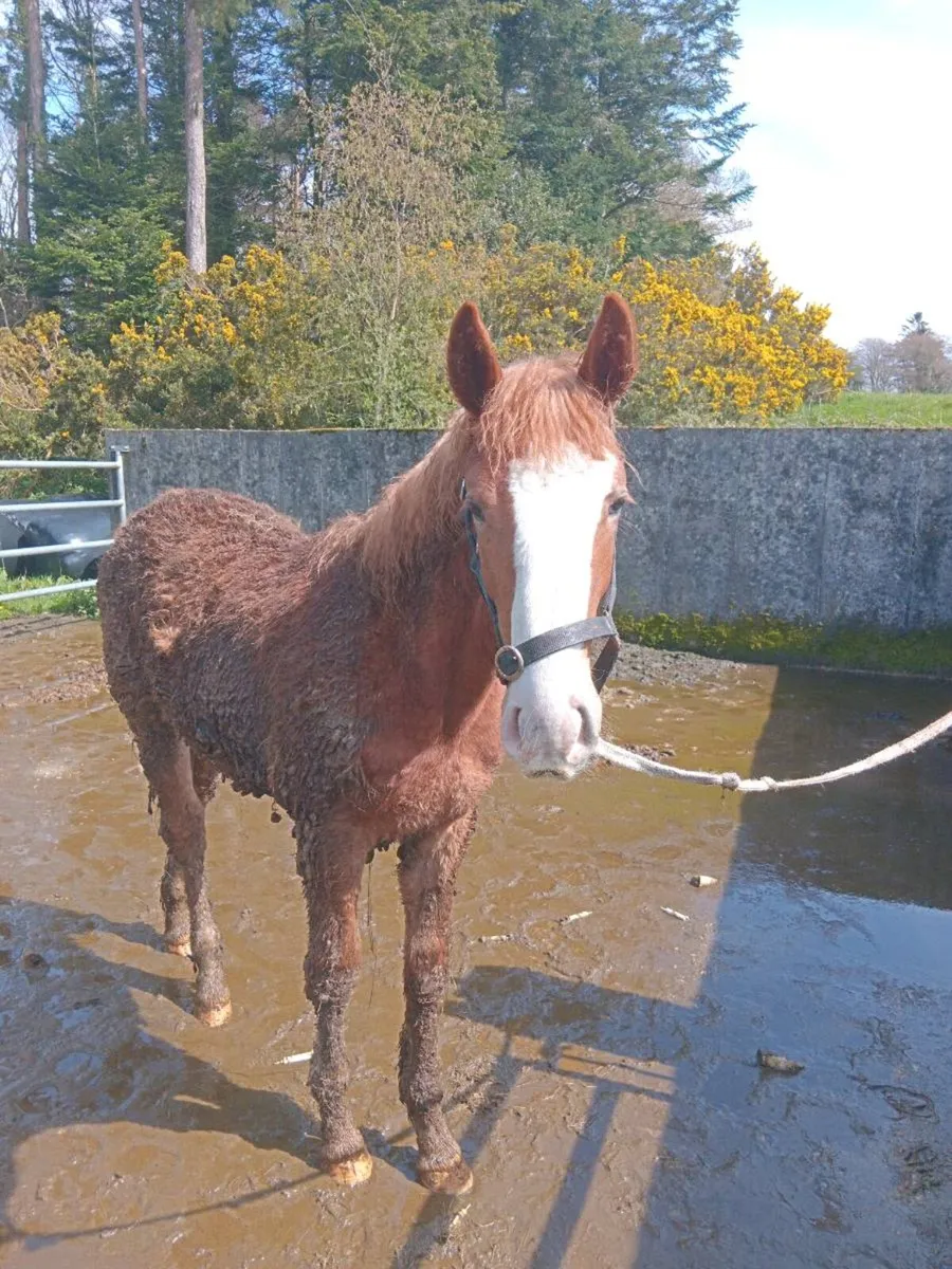 **Registered Irish Draft Colt Foal** - Image 4