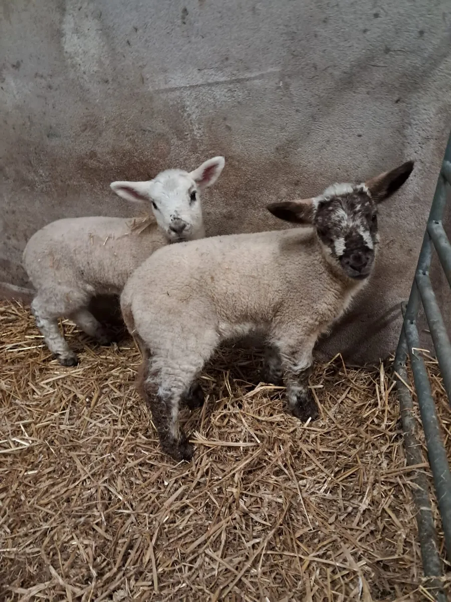 Strong pet lambs