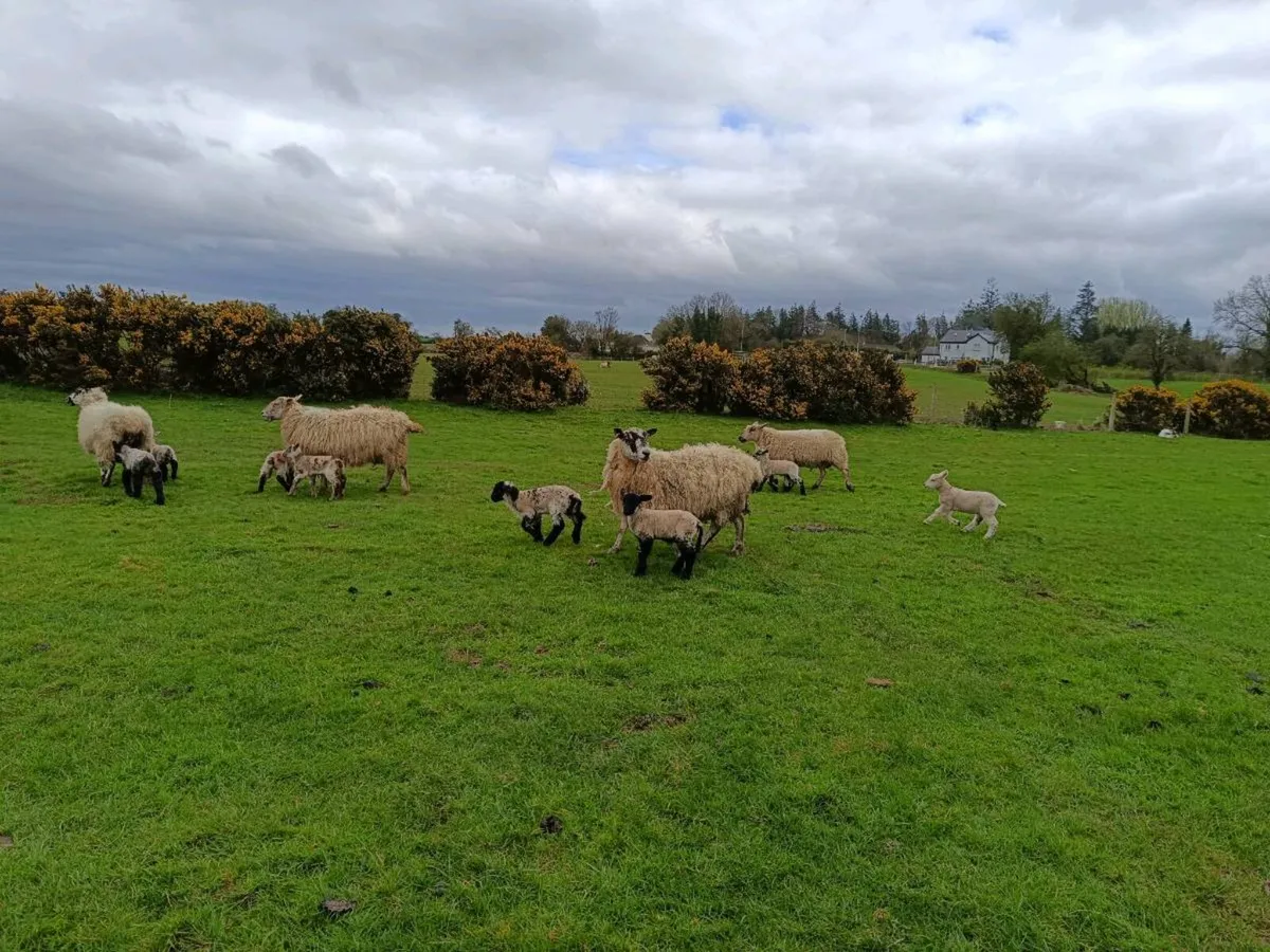 Mule ewes with lambs at foot - Image 2