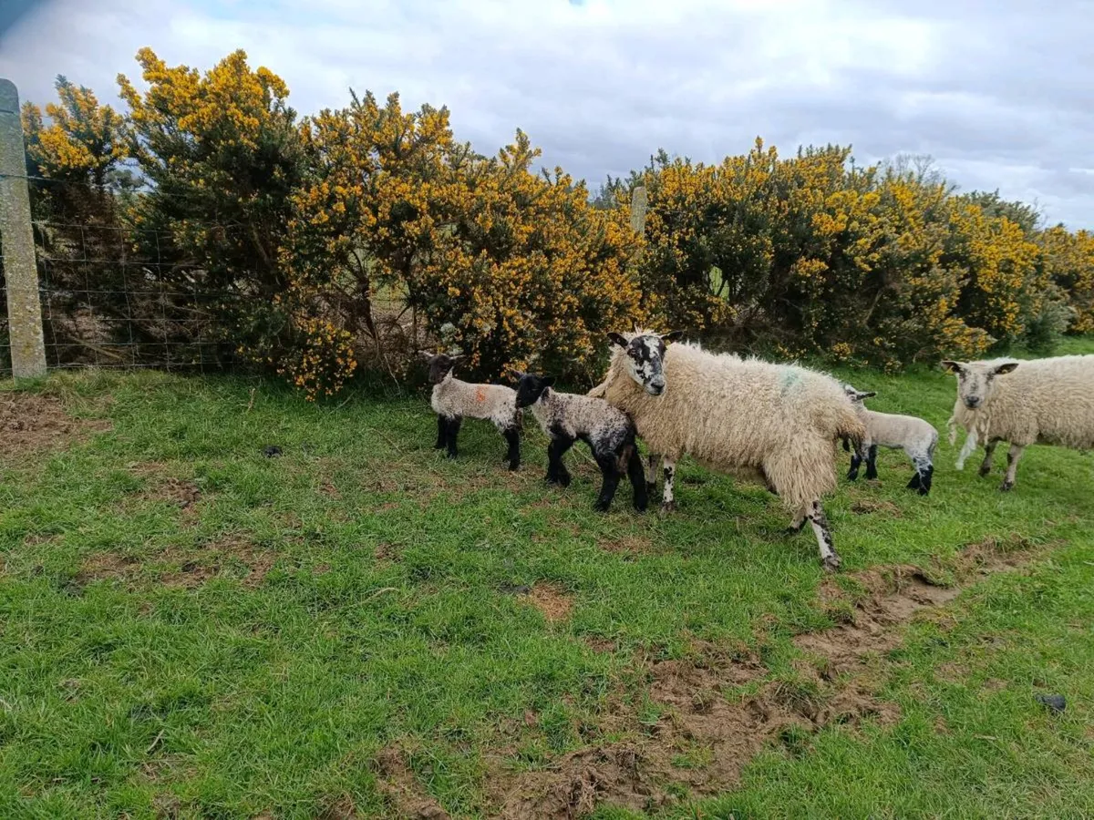 Mule ewes with lambs at foot - Image 3