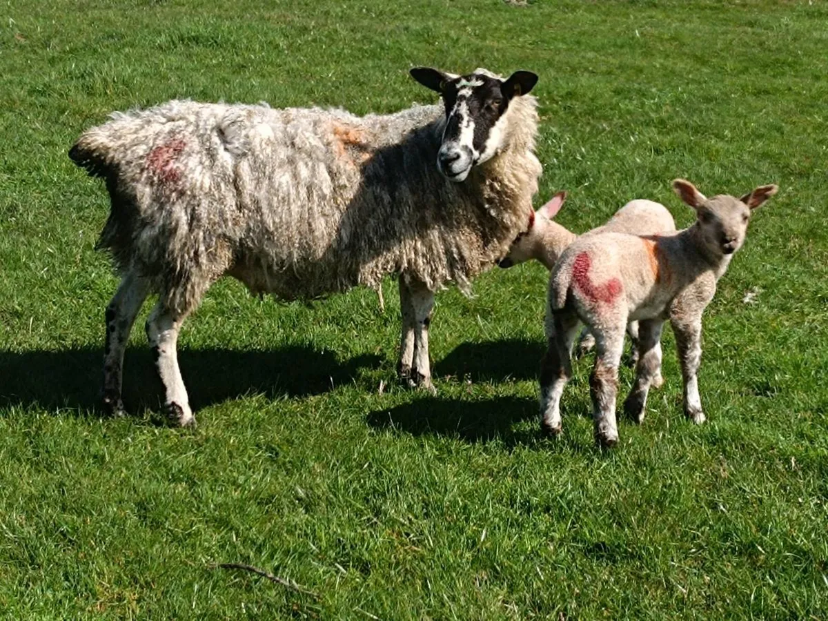 Mule ewes with lambs at foot - Image 1