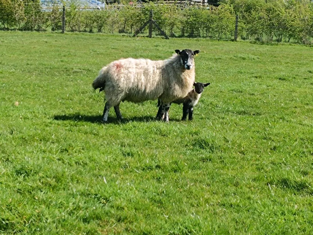 Mule ewes with lambs at foot - Image 4