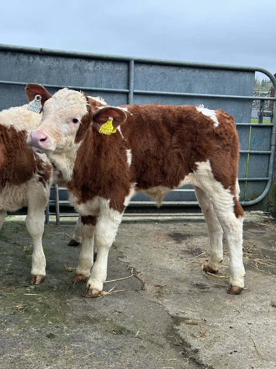 2 Serious Simmental Calves - Image 2