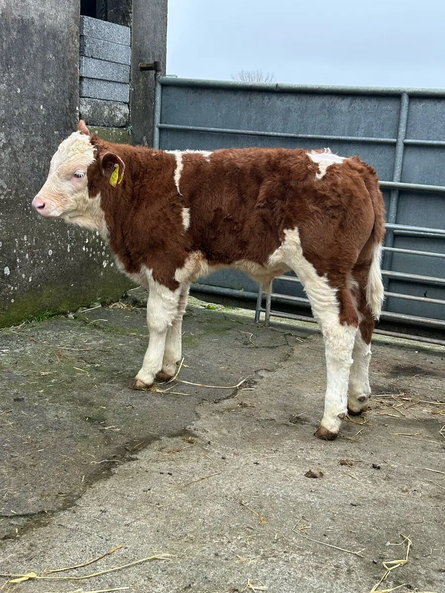 2 Serious Simmental Calves - Image 3