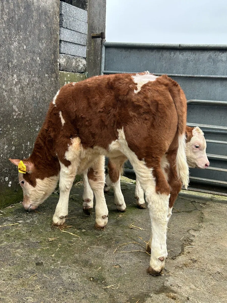 2 Serious Simmental Calves - Image 4