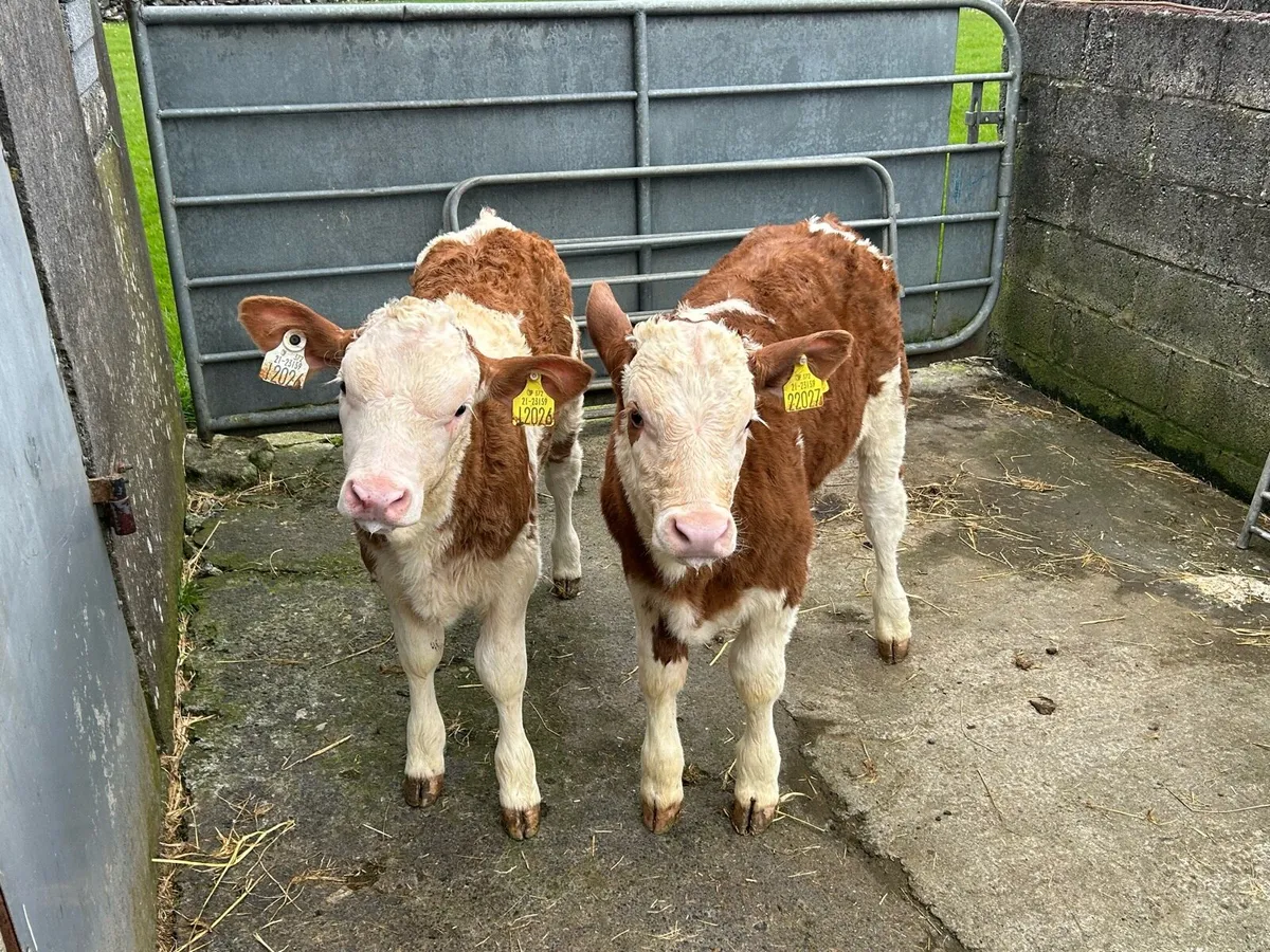 2 Serious Simmental Calves - Image 1