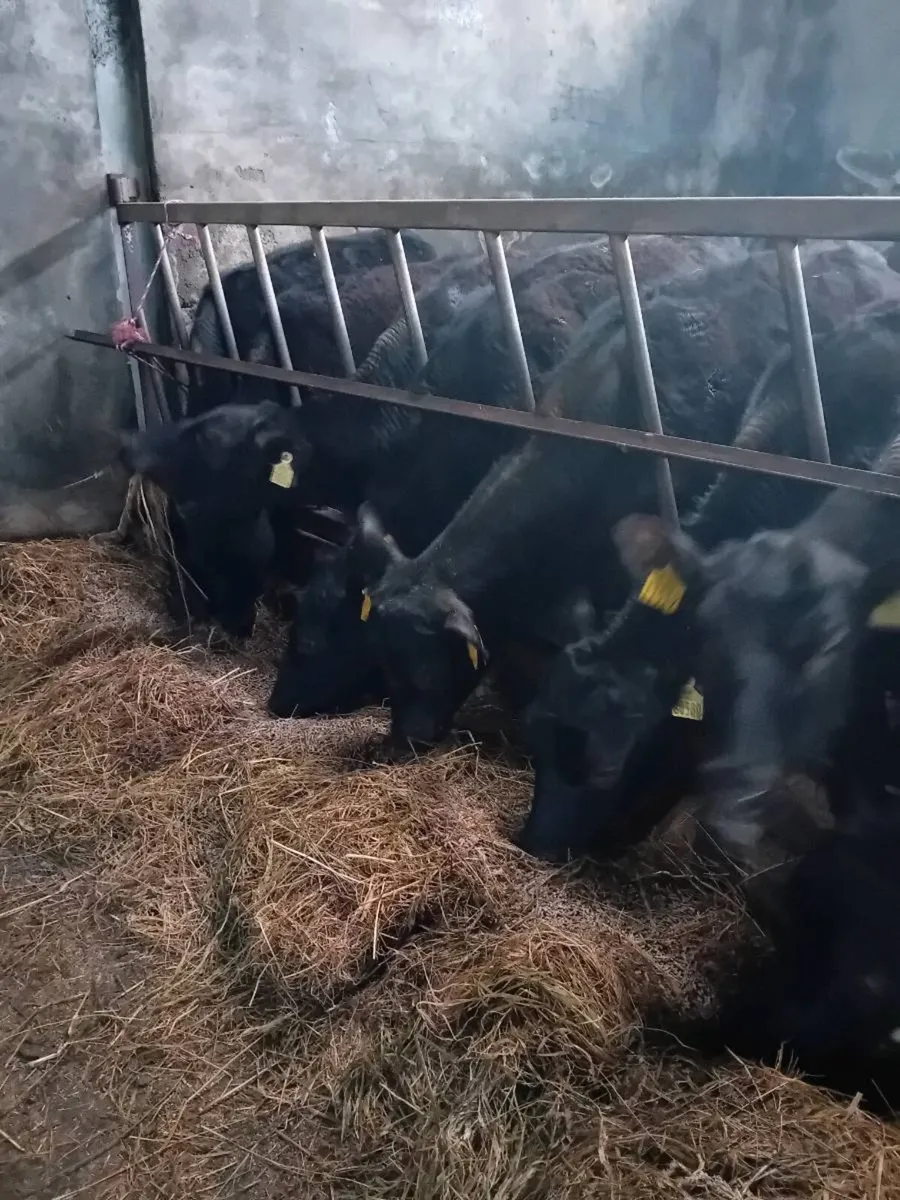 Weanling heifers - Image 1