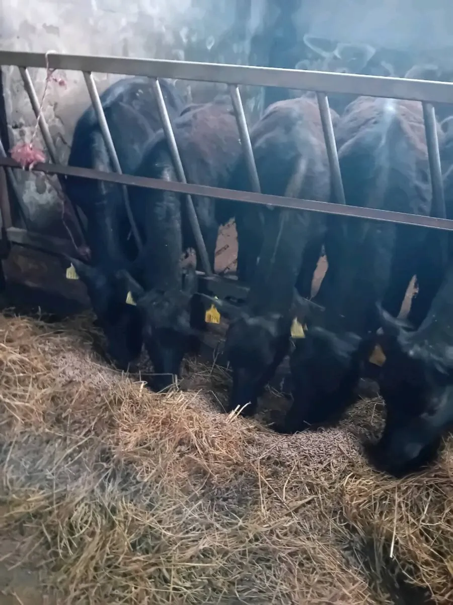 Weanling heifers - Image 4