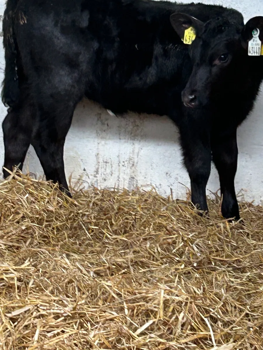 8 SERIOUS CANADIAN ANGUS HEIFER CALVES - Image 1
