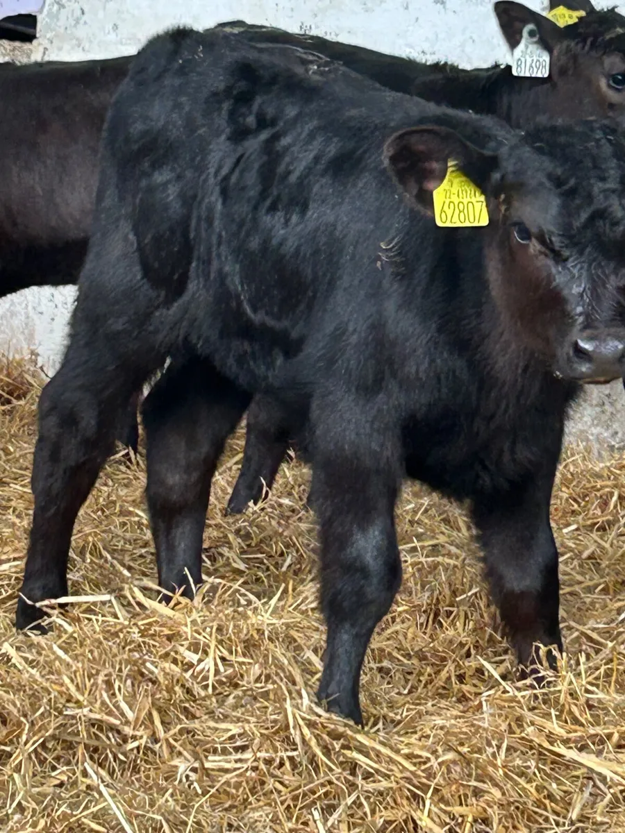 8 SERIOUS CANADIAN ANGUS HEIFER CALVES - Image 2