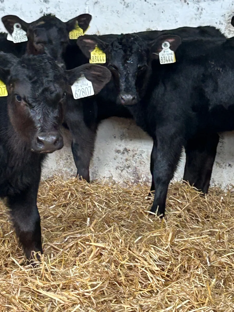 8 SERIOUS CANADIAN ANGUS HEIFER CALVES - Image 4