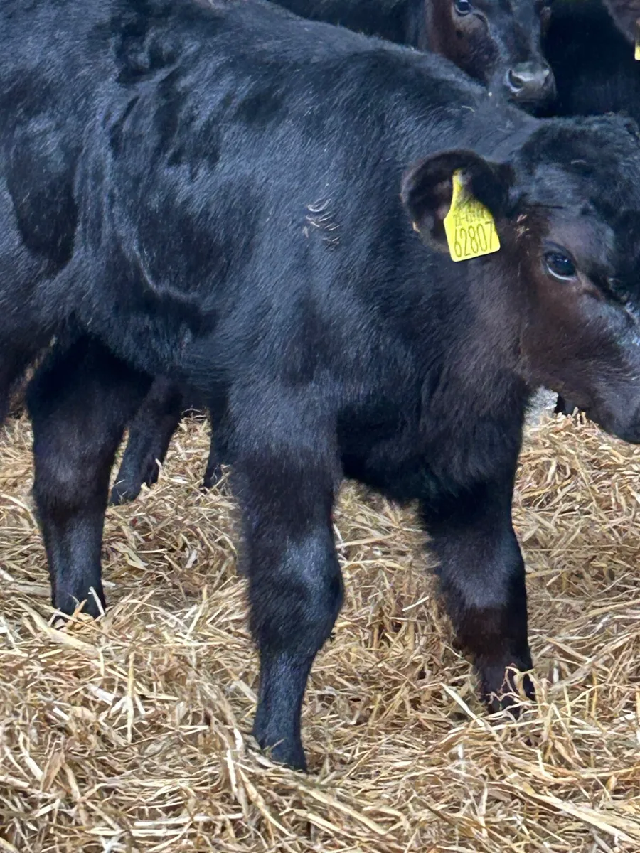 8 SERIOUS CANADIAN ANGUS HEIFER CALVES - Image 3
