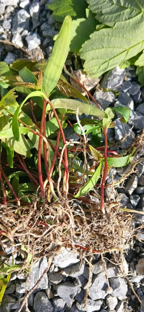 Sycamore sapplings - Image 4