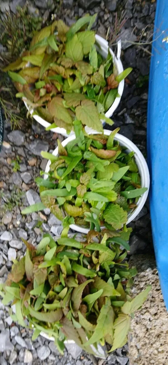 Sycamore sapplings - Image 1