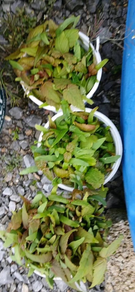 Sycamore sapplings - Image 2