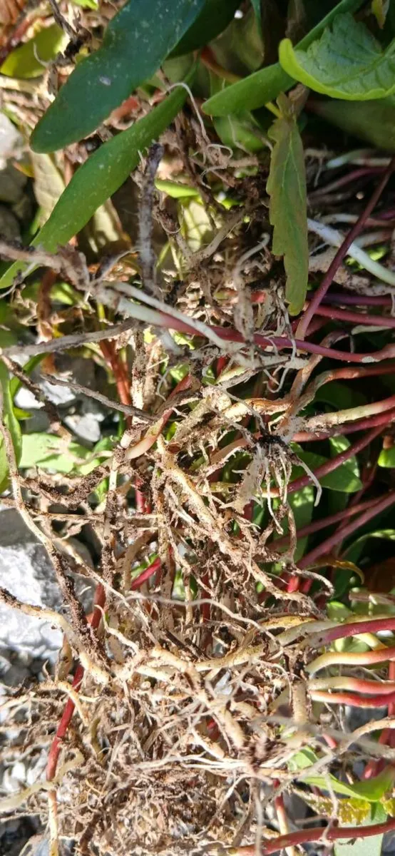 Sycamore sapplings - Image 3