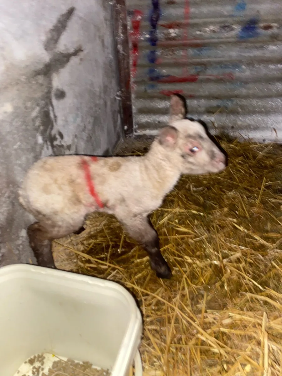 Pet lambs .2. - Image 1