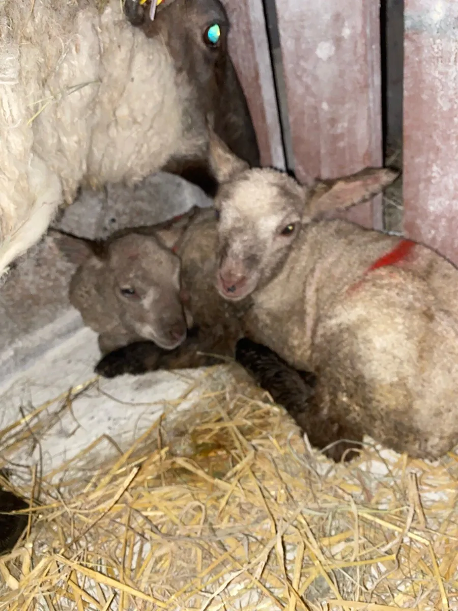 Pet lambs .2. - Image 2