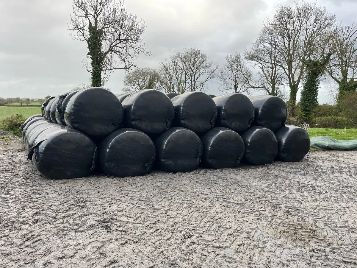 Baled maize - Image 1