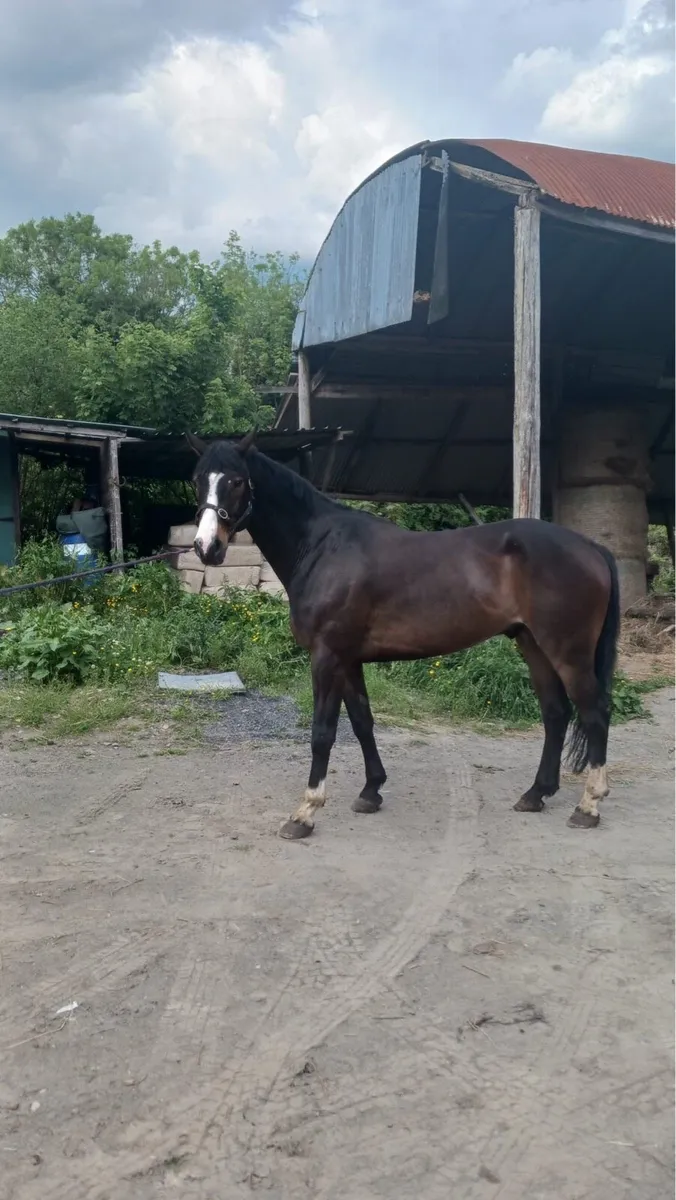 Hunter/Eventer - Image 3