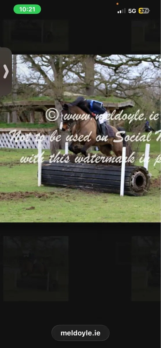 Hunter/Eventer - Image 4