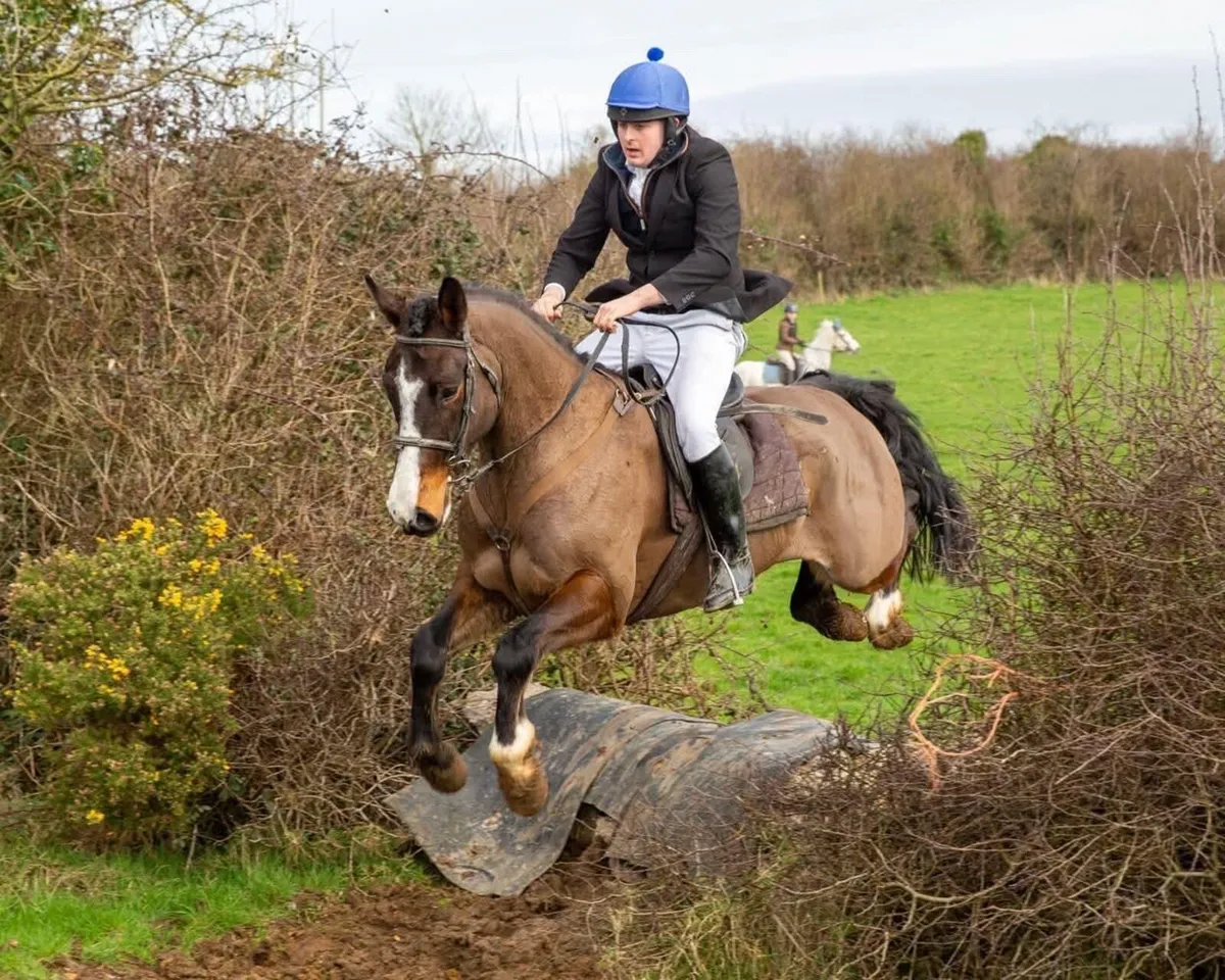 Hunter/Eventer - Image 2