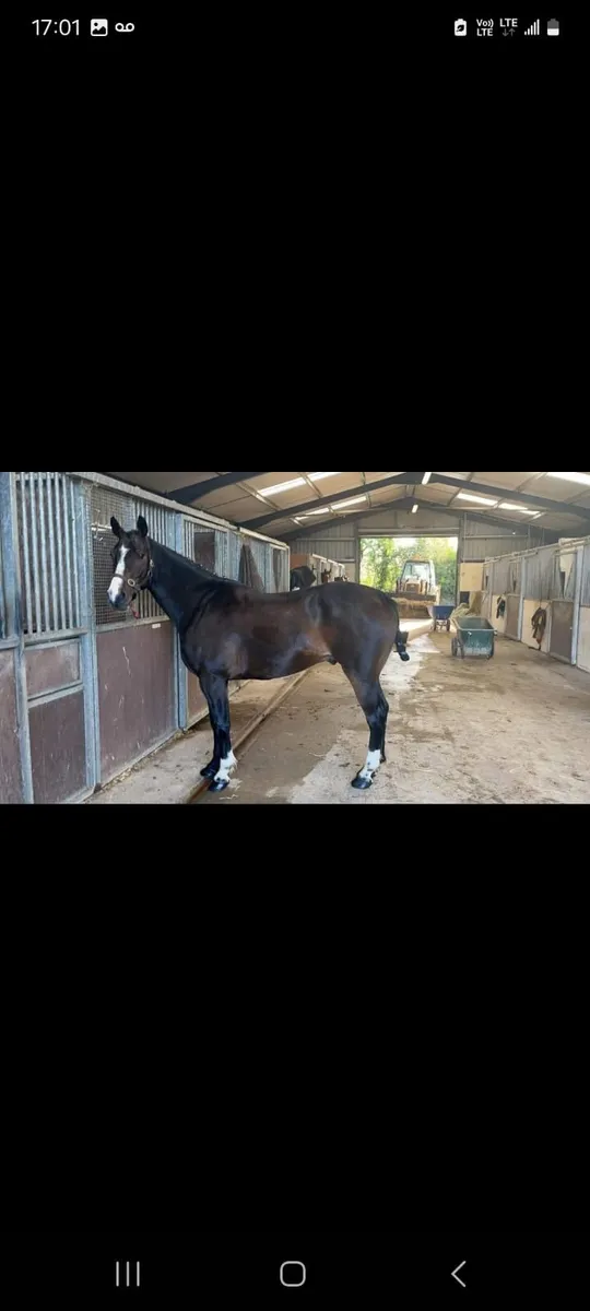 Hunter/Eventer - Image 1