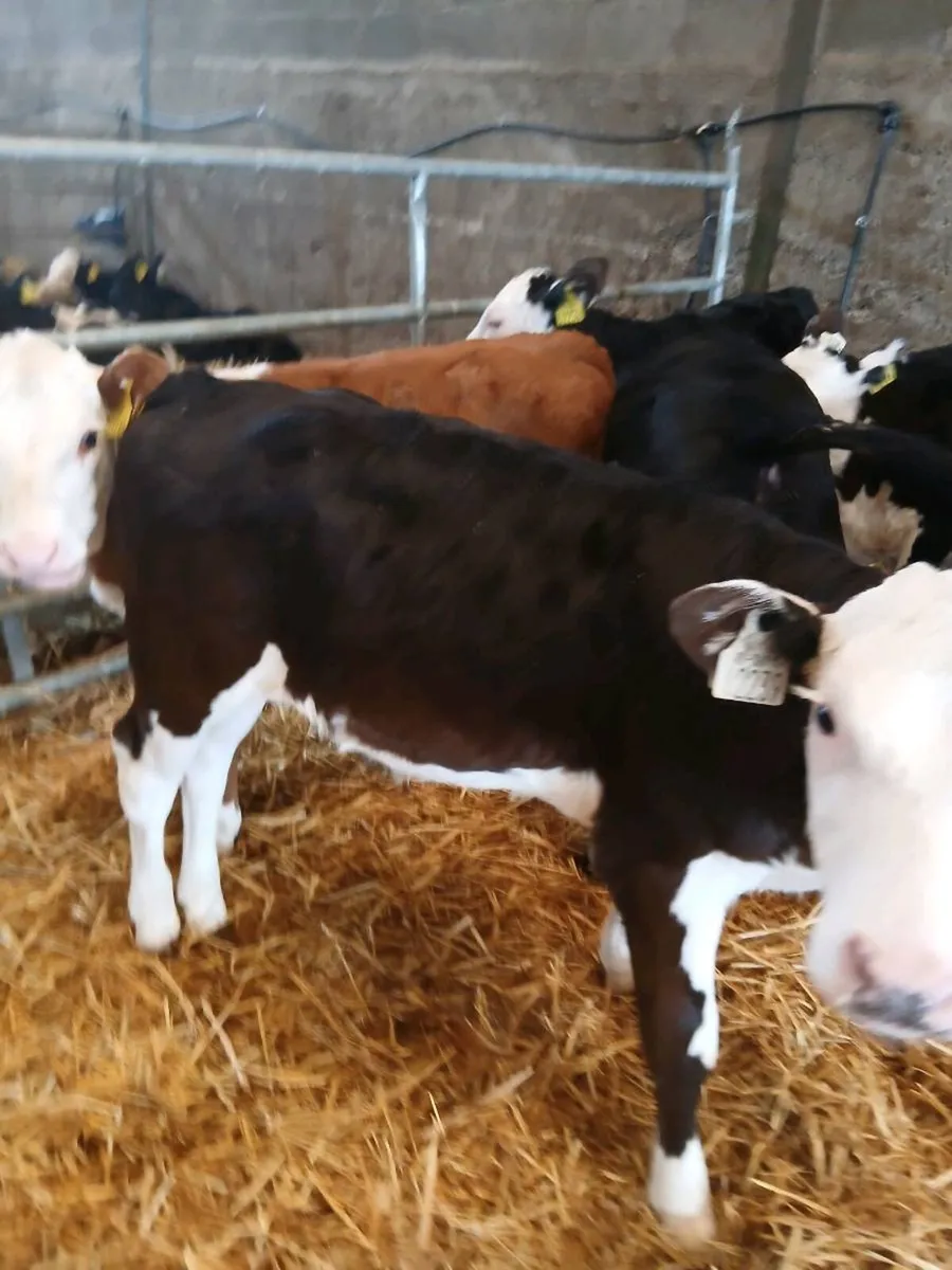 26 strong AA & HF hiefer Calves for sale - Image 1