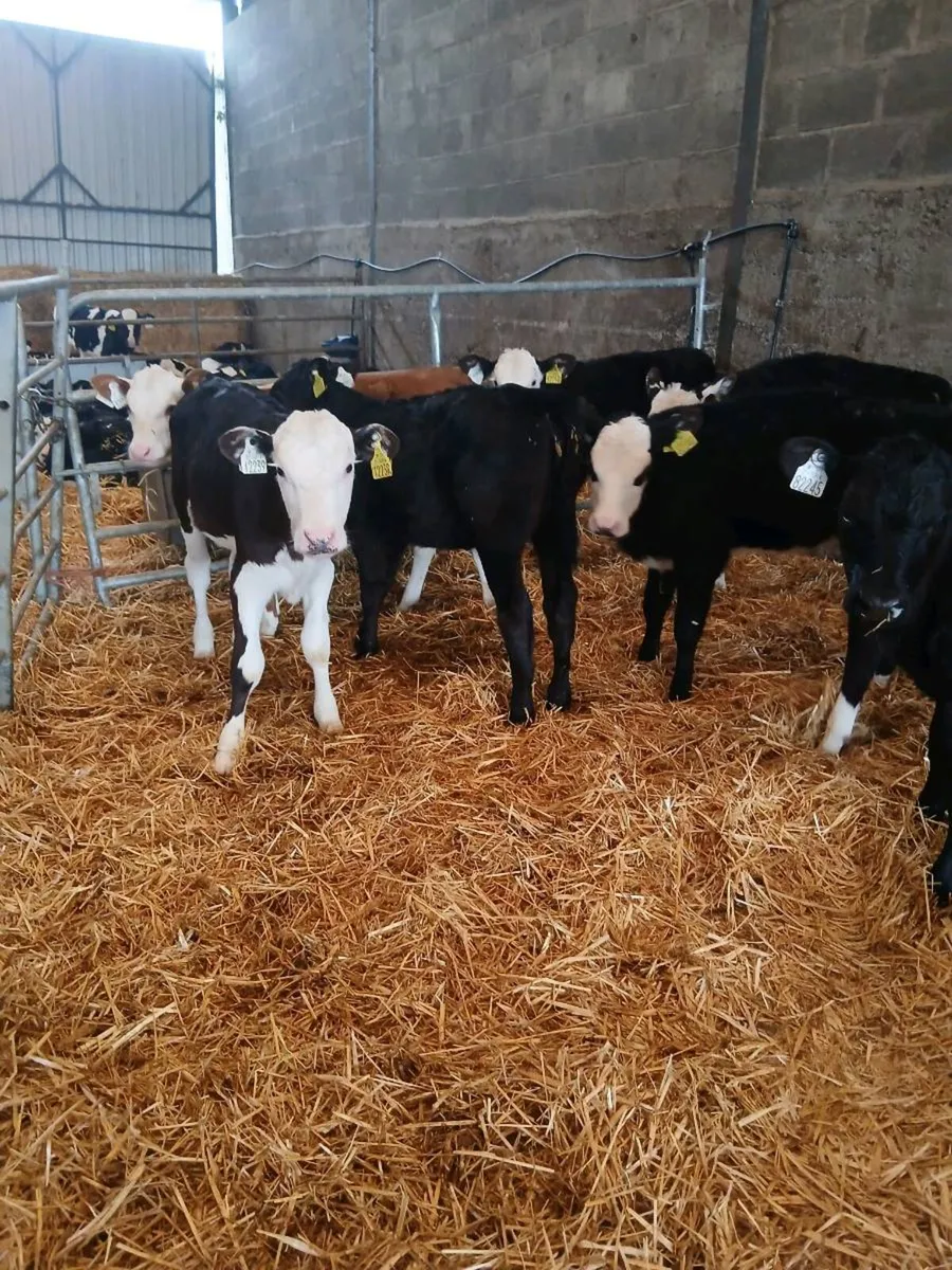 26 strong AA & HF hiefer Calves for sale - Image 2