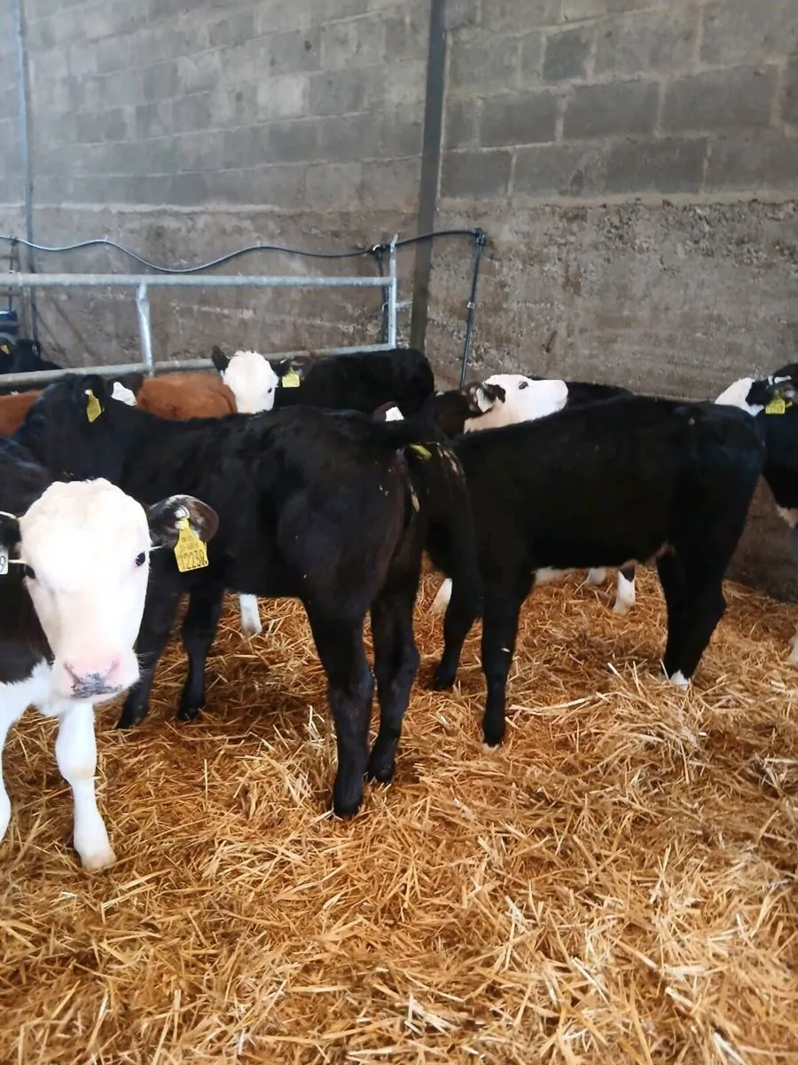 26 strong AA & HF hiefer Calves for sale - Image 3