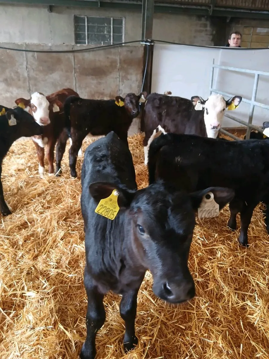 26 strong AA & HF hiefer Calves for sale - Image 4