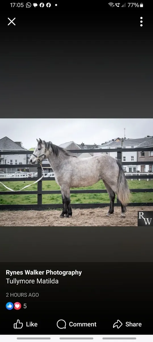 Connemara Pony Class1 - Image 1