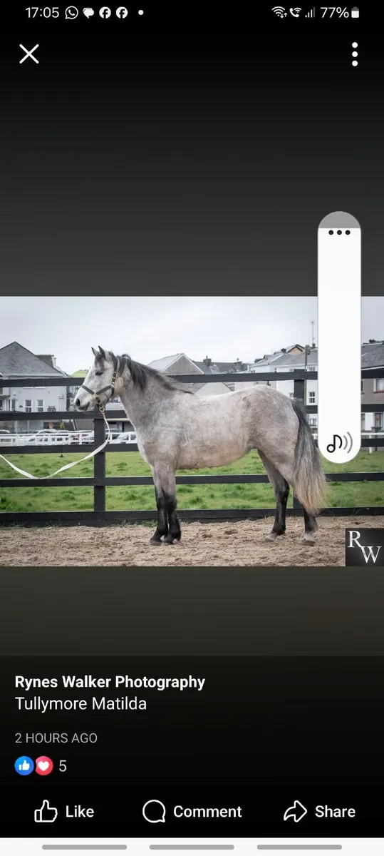 Connemara Pony Class1 - Image 2