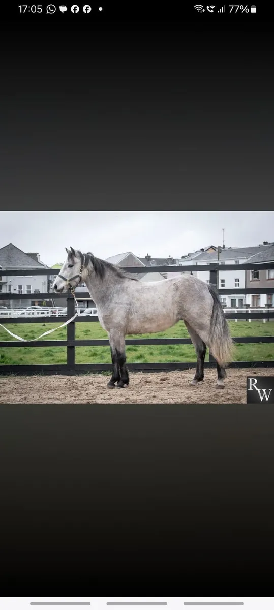 Connemara Pony Class1 - Image 3