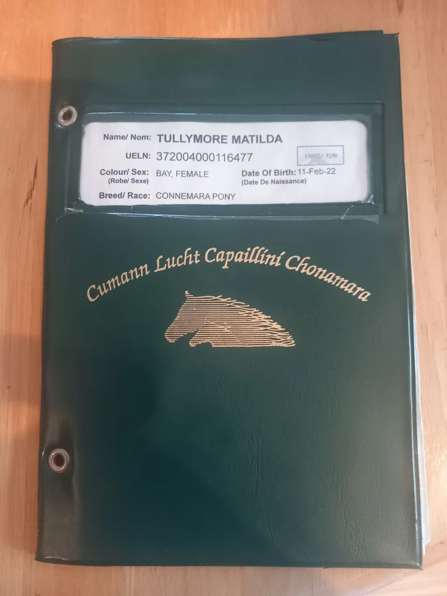 Connemara Pony Class1 - Image 4