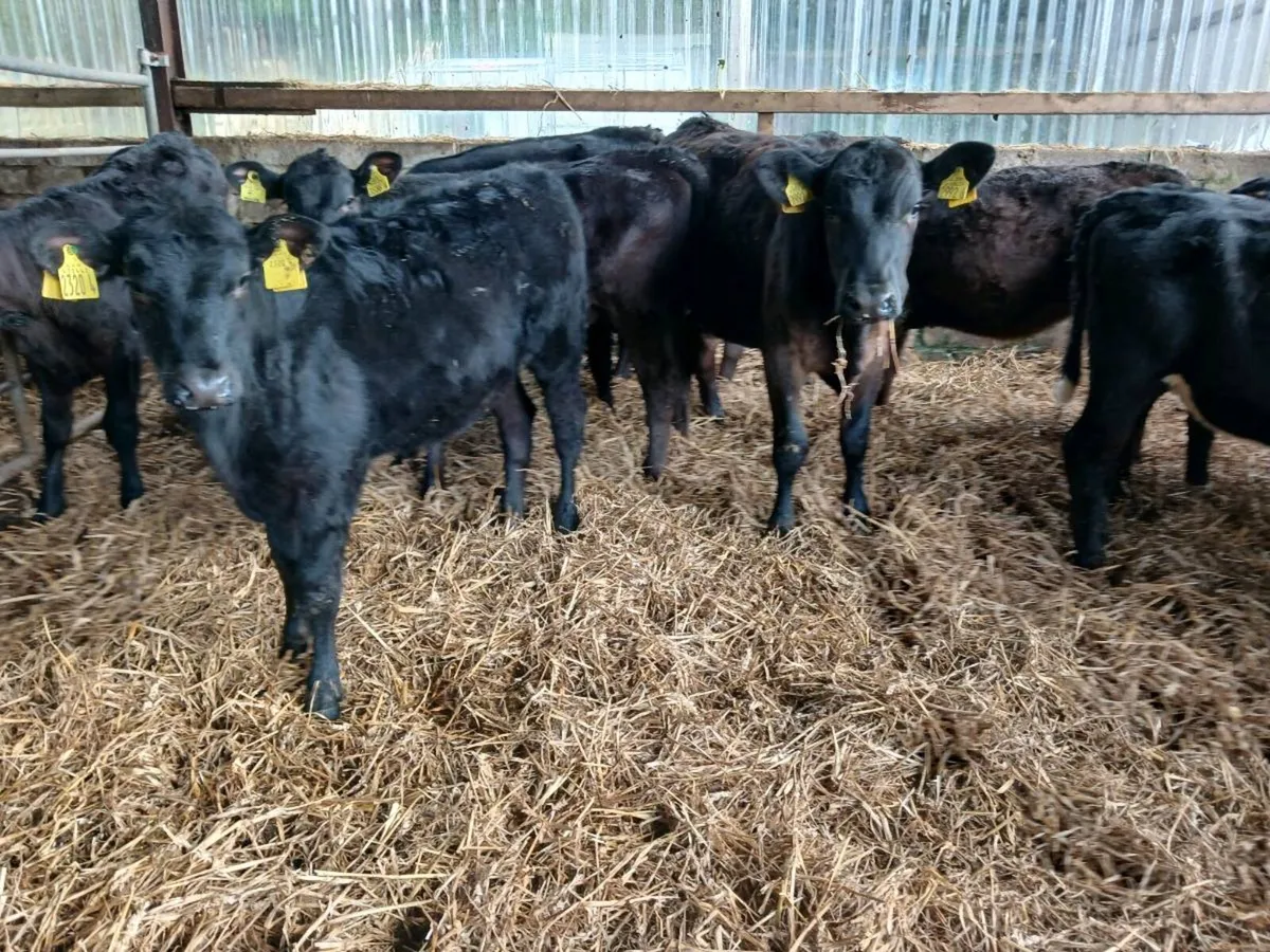 10 AA weaned heifer's - Image 1