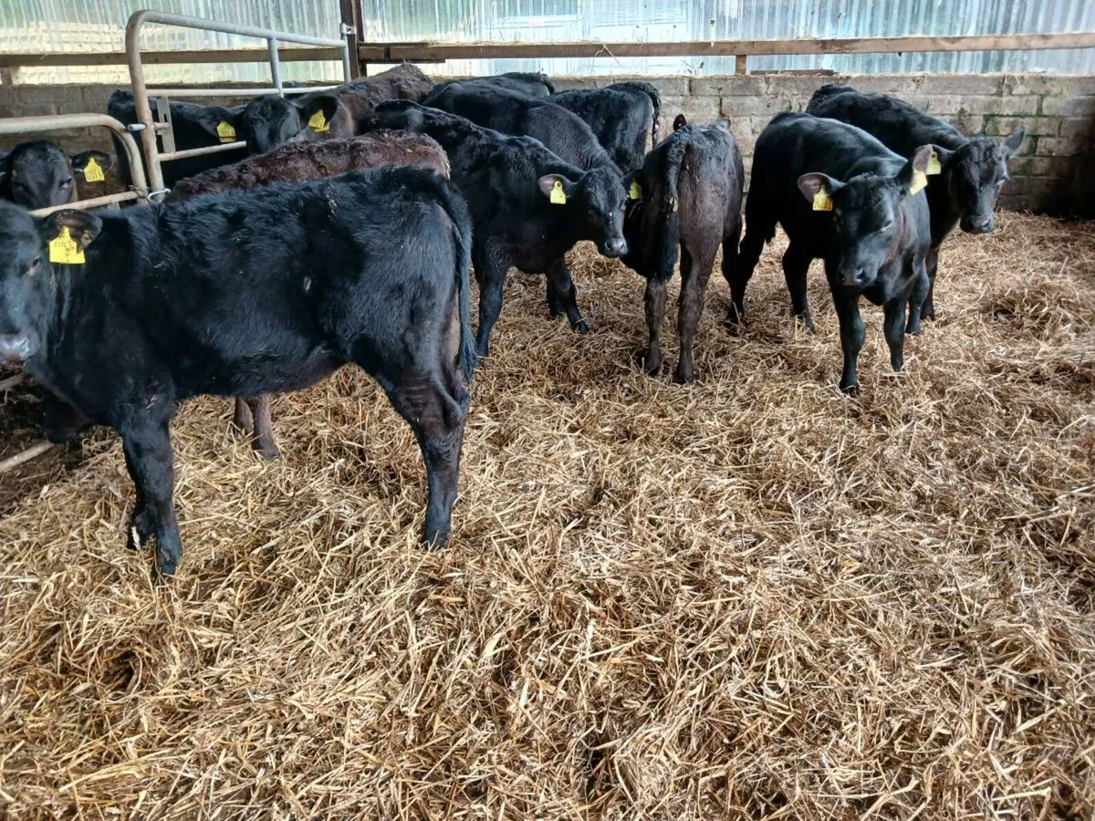 10 AA weaned heifer's - Image 2
