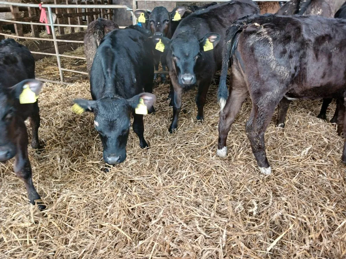 10 AA weaned heifer's - Image 3