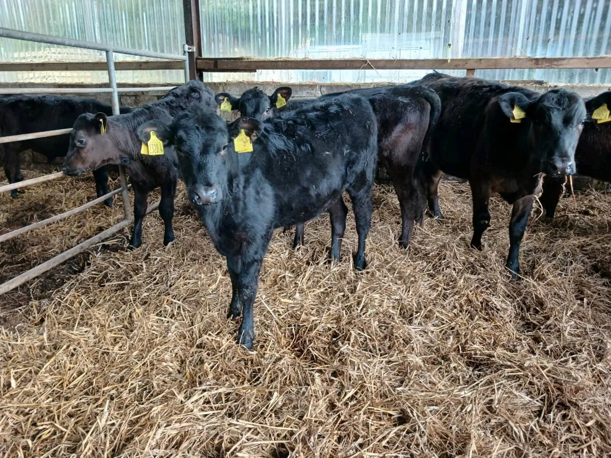 10 AA weaned heifer's - Image 4
