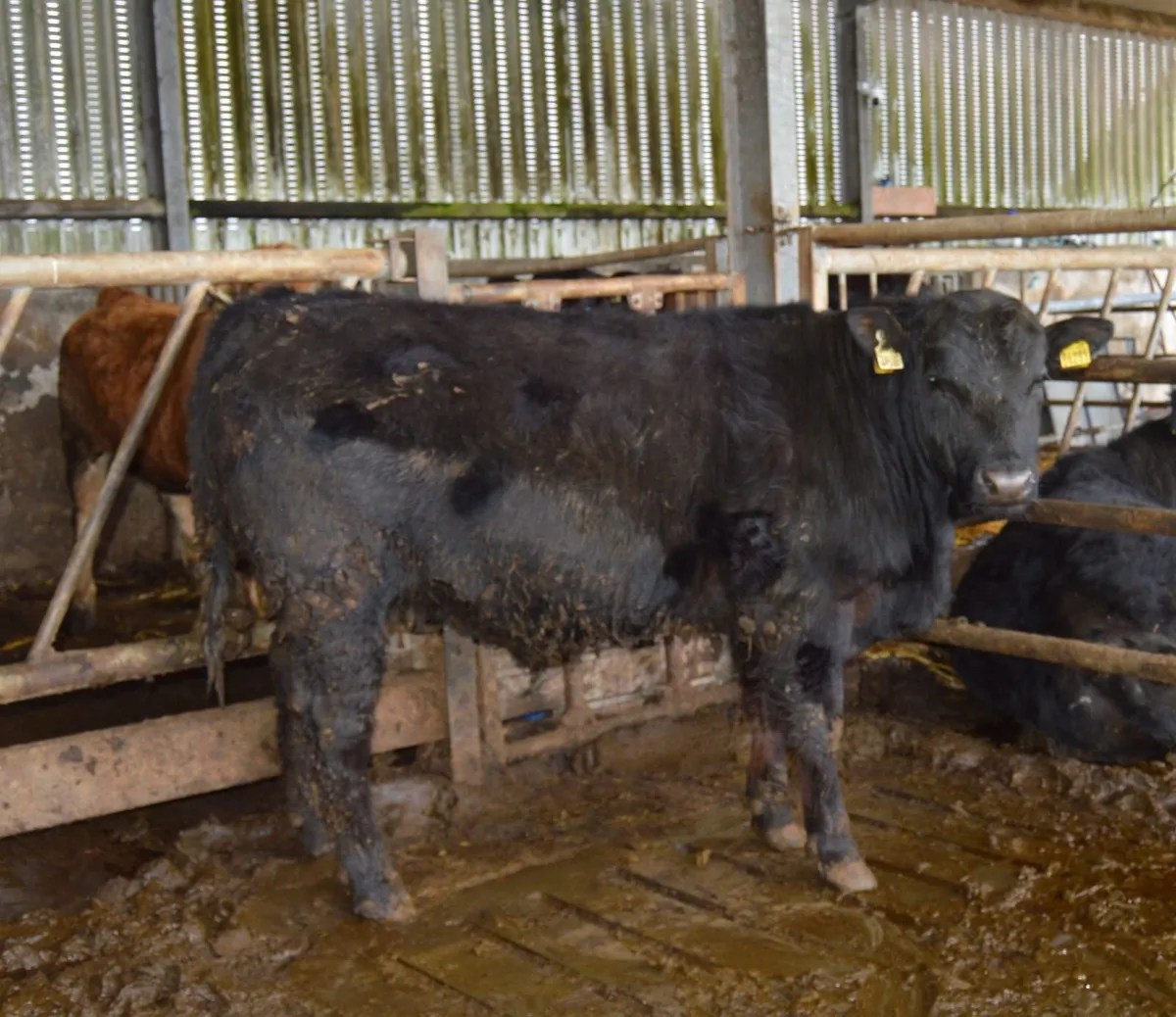 PBR Angus Bulls - Image 3